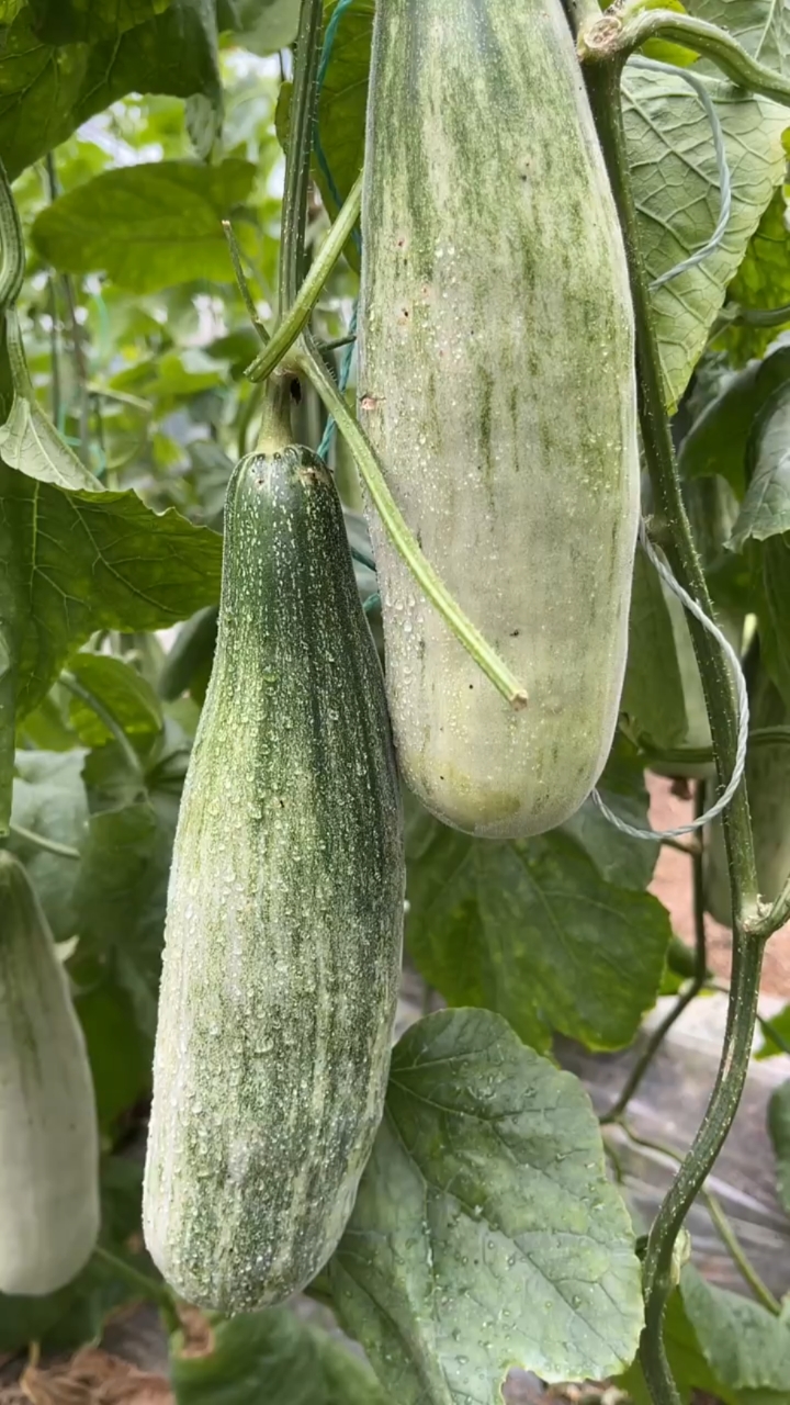 羊角蜜甜瓜瓜肉似冰糖,瓜汁赛蜂蜜,形似羊角,他就是羊角蜜甜瓜!