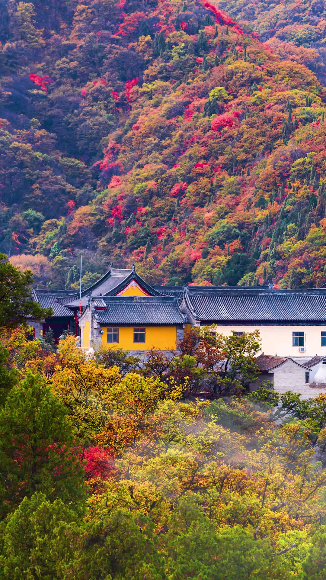香山秋景图片