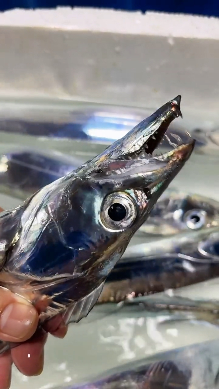 活带鱼#有的人百看不腻,有的人一生没见过一回