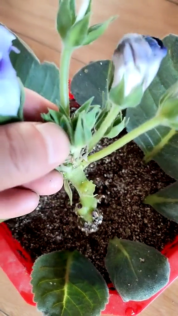芙蓉花砍头叶片用蛭石扦插