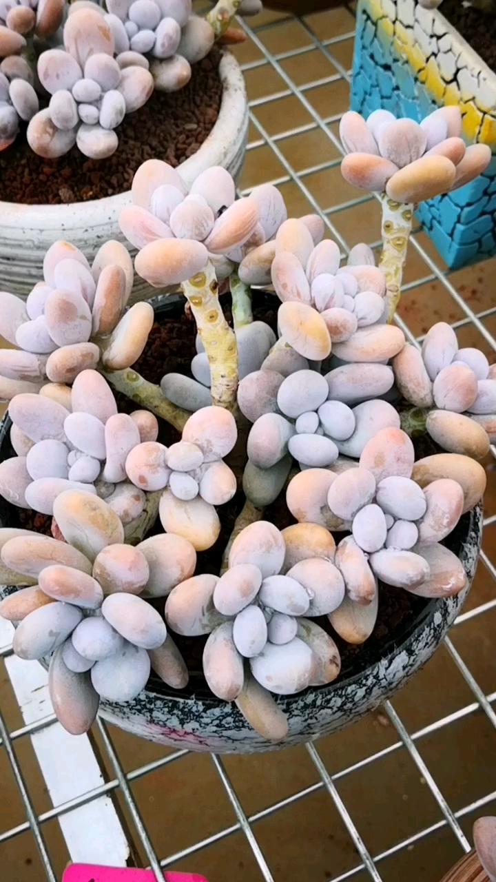 多肉植物原始奶酪养出果冻色是这样的哪一盆才是你的最爱