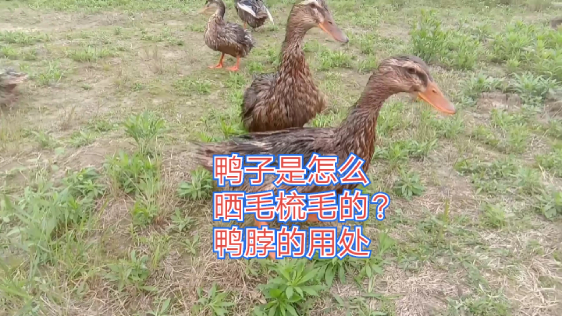 惠州鸭子养殖业