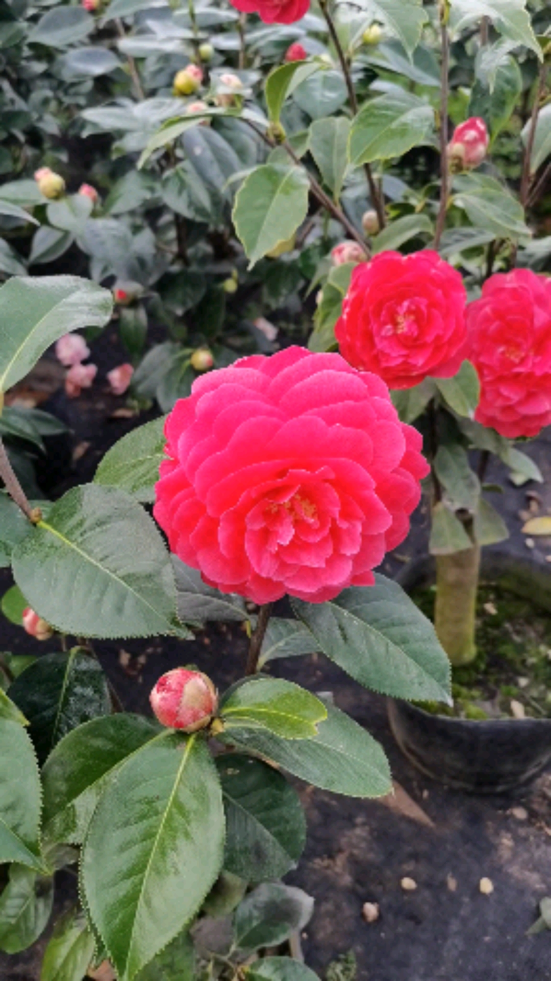 茶花拉力皮特也叫西楚霸王.