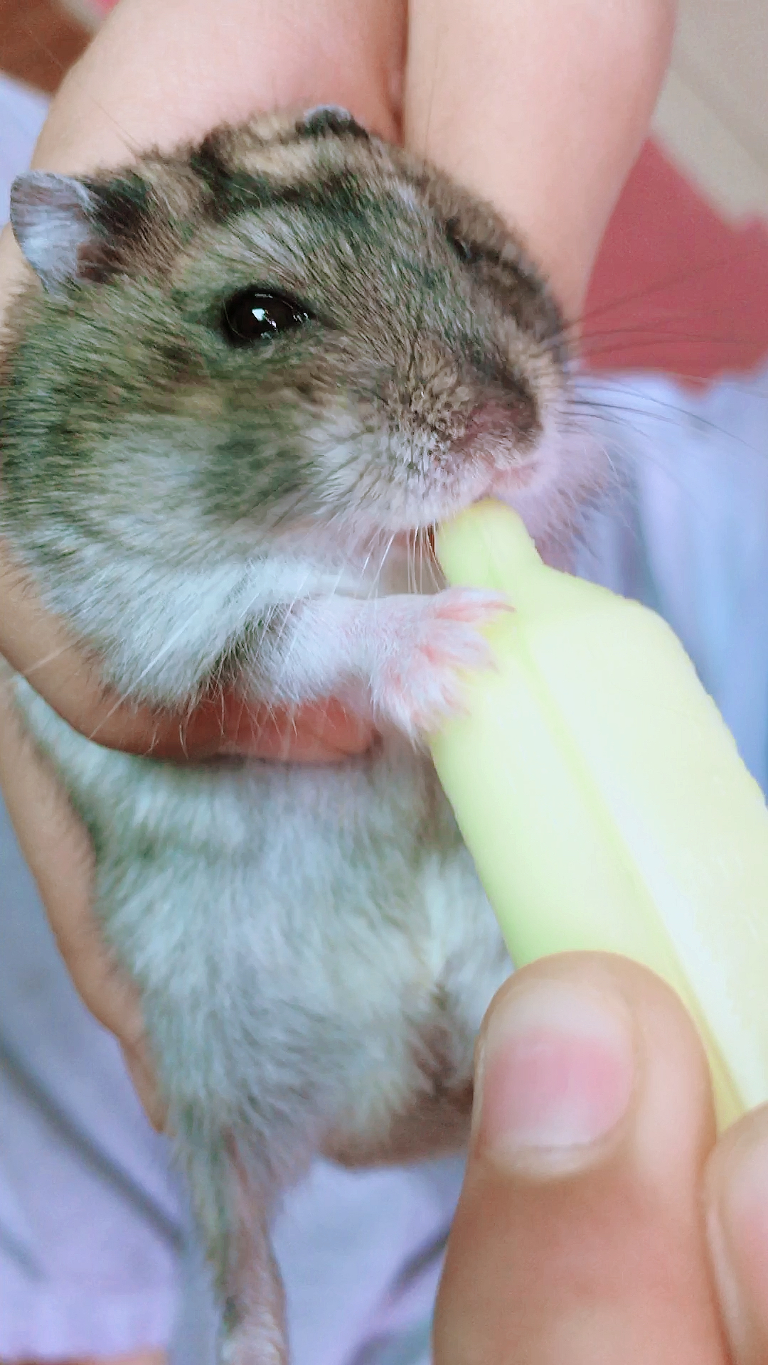 仓鼠墩墩喝奶记看这享受的小眼神