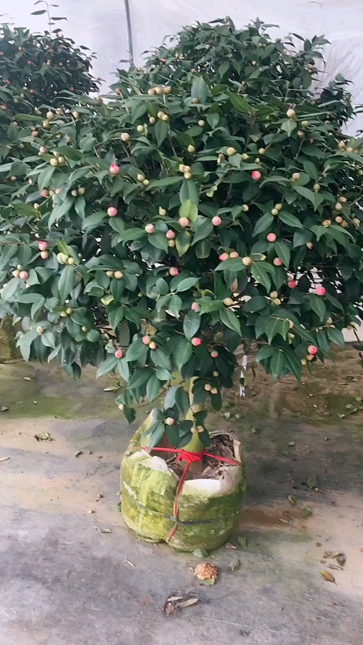 香妃茶花,茶花中开花带香味的一款,四季常青不落叶