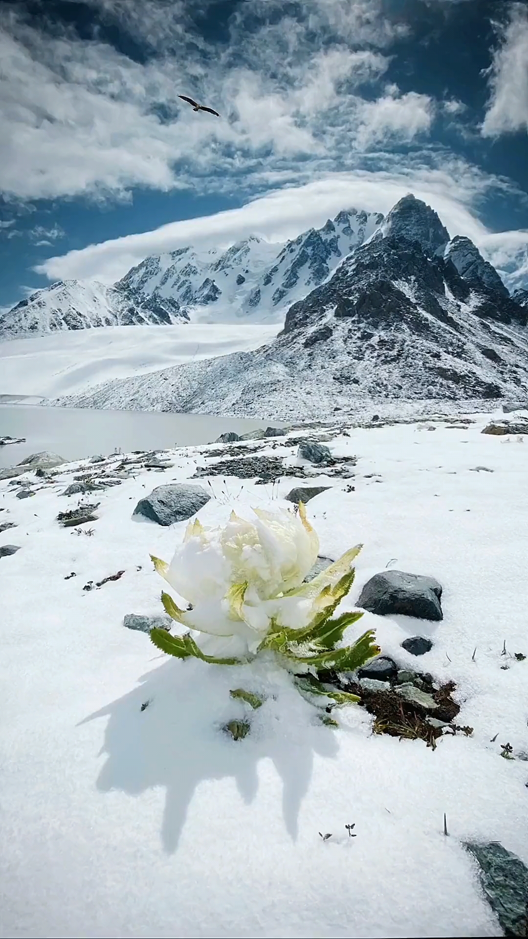 雪域高原下的雪莲花!你见过吗?