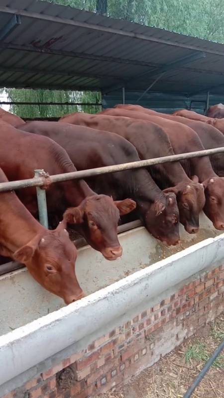 肉牛养殖#利木赞公牛年长1500斤喜欢的点个红心加个关注