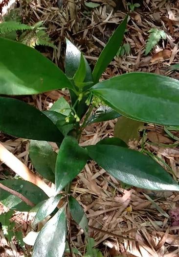 亳州办证q623791172疽