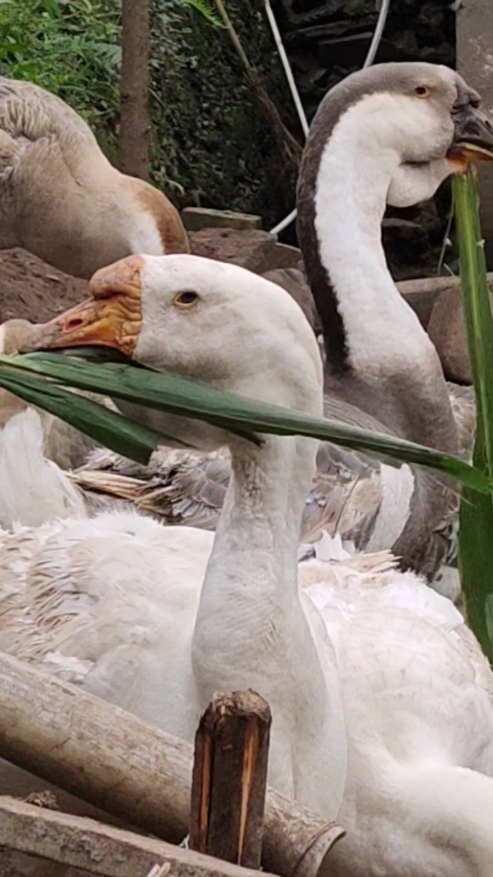 勤劳奋斗养鹅人#八个月左右的纯种狮头鹅有喜欢的人吗?