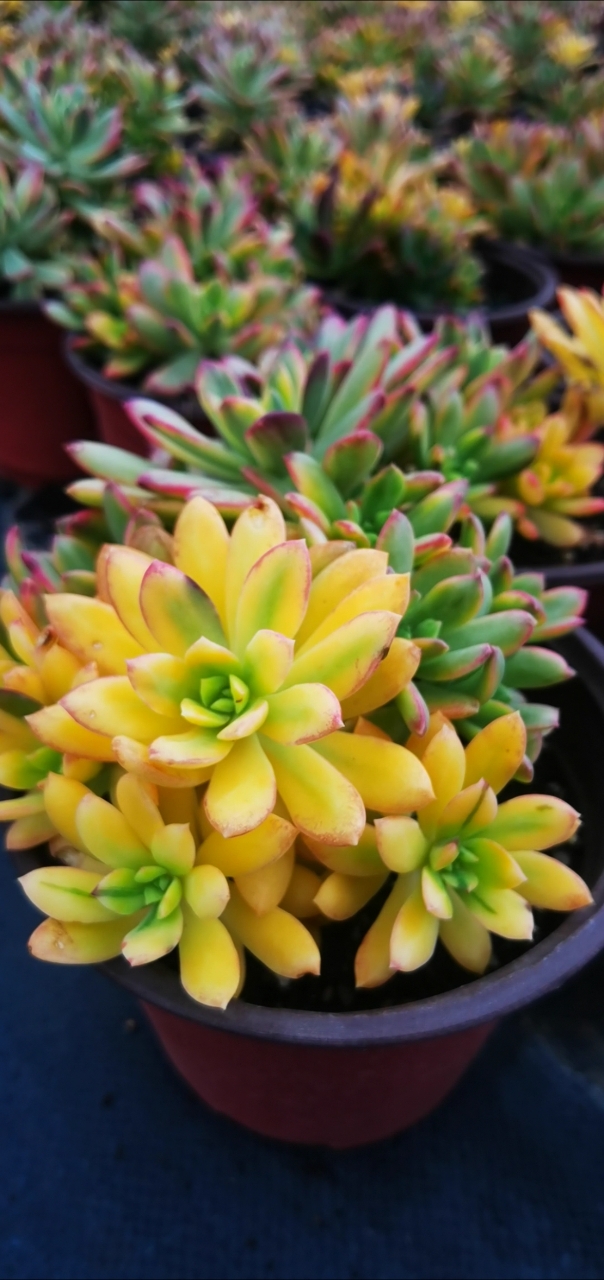 云南多肉种植基地#叮当锦