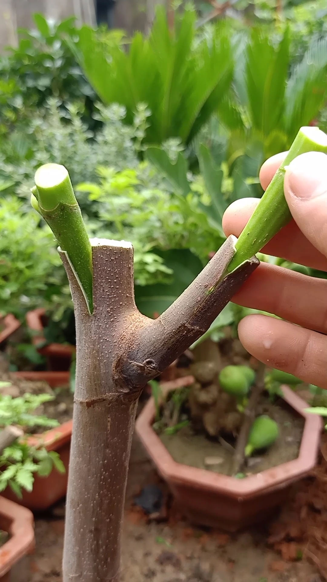 嫁接技术#插皮接蜂蜜无花果技术,成活率极高