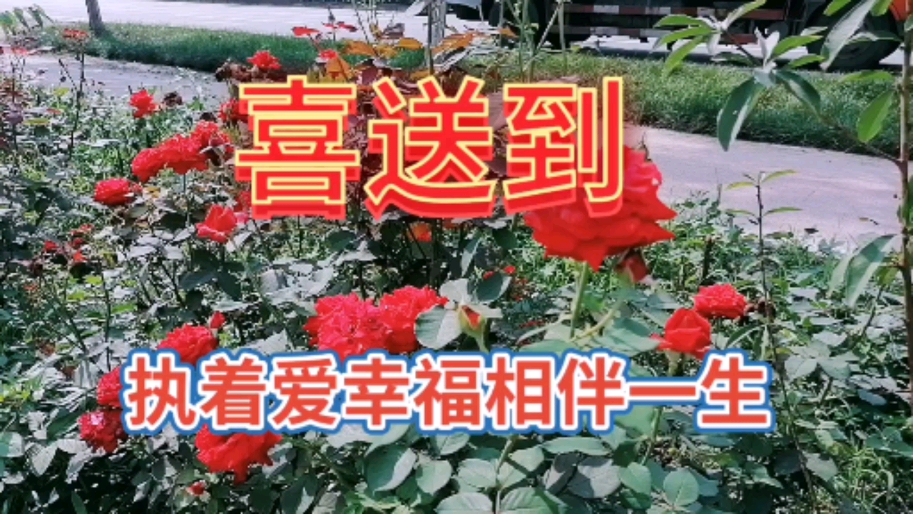 执着爱幸福相伴一生#红色月季花风景欣赏,姹紫嫣红太耀眼了,朋友们