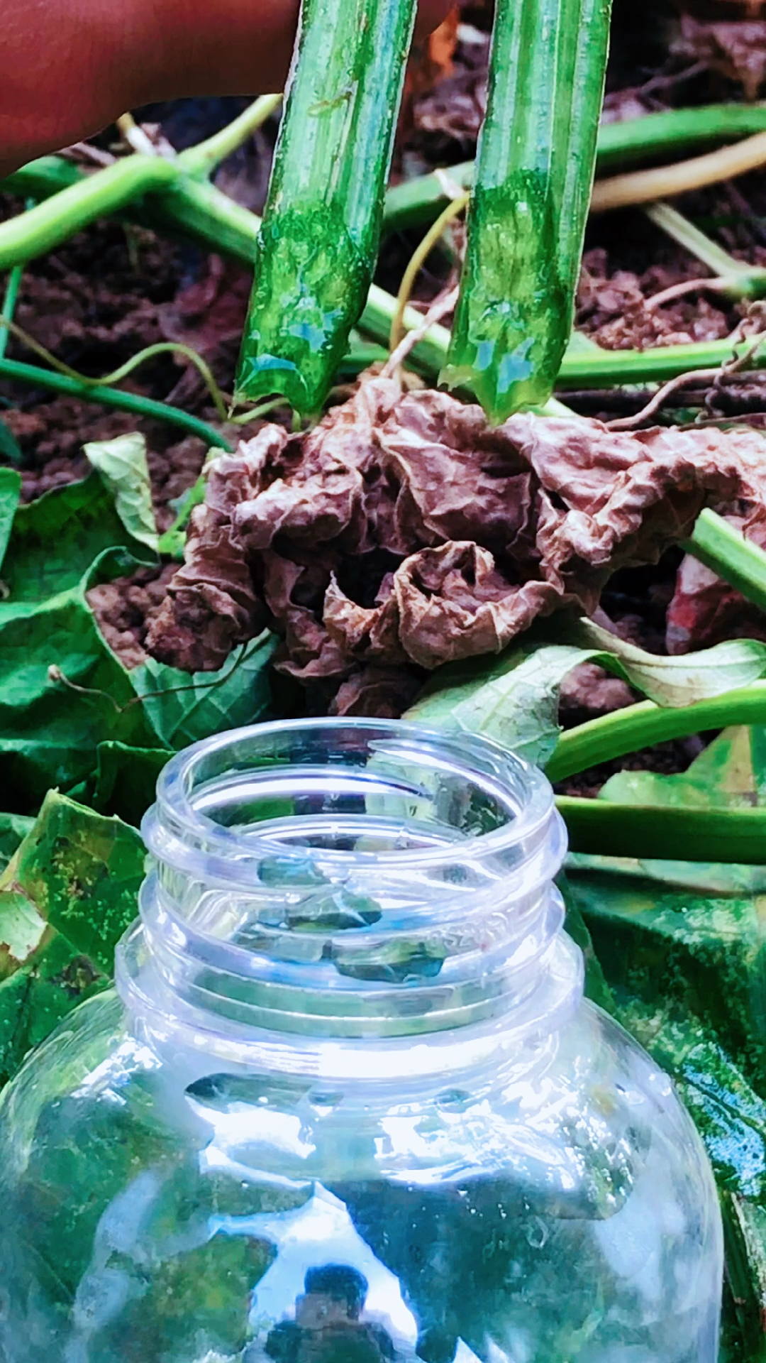 河南有个农民,种了几千亩丝瓜却不卖瓜,只要丝瓜水,你知道这水有啥用