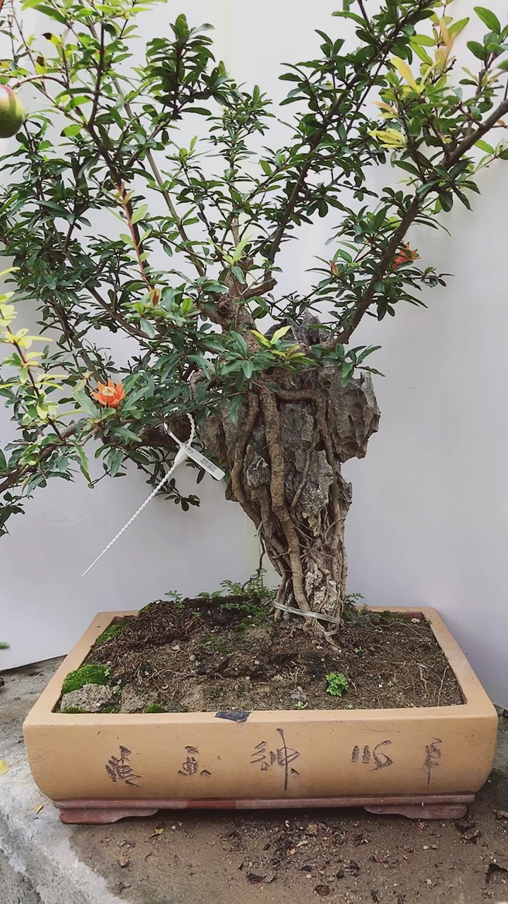 石榴老桩提根造型