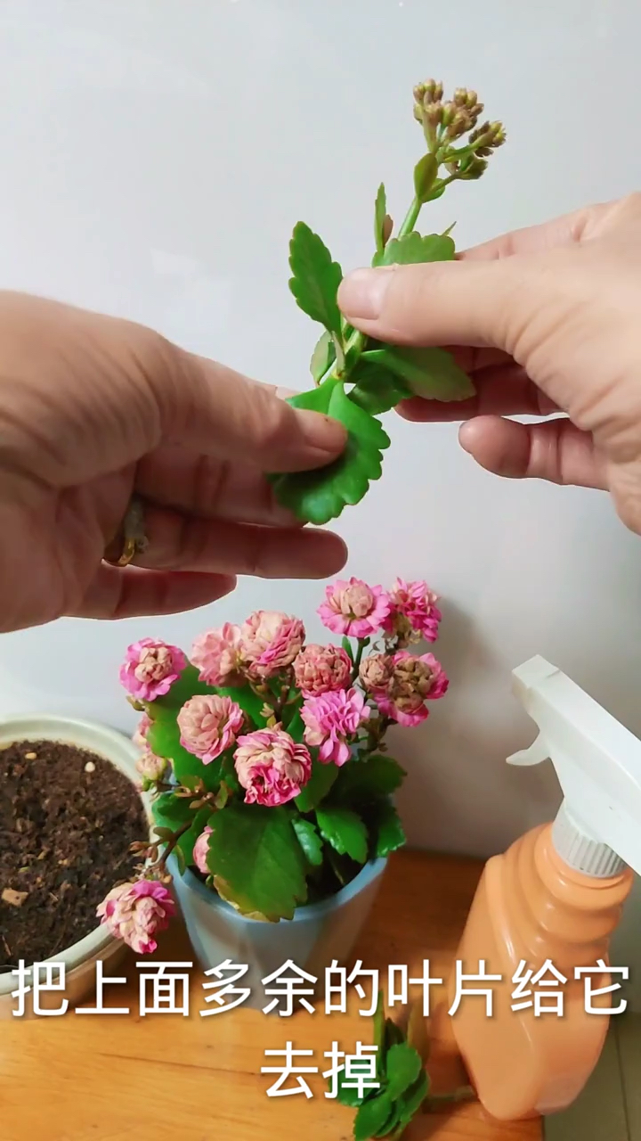 长寿花扦插繁殖成活率100%