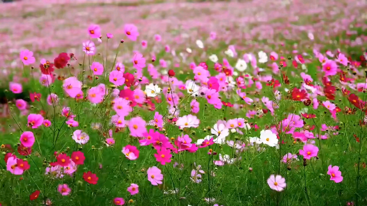 等疫情结束了,我想带你去看最美的格桑花.