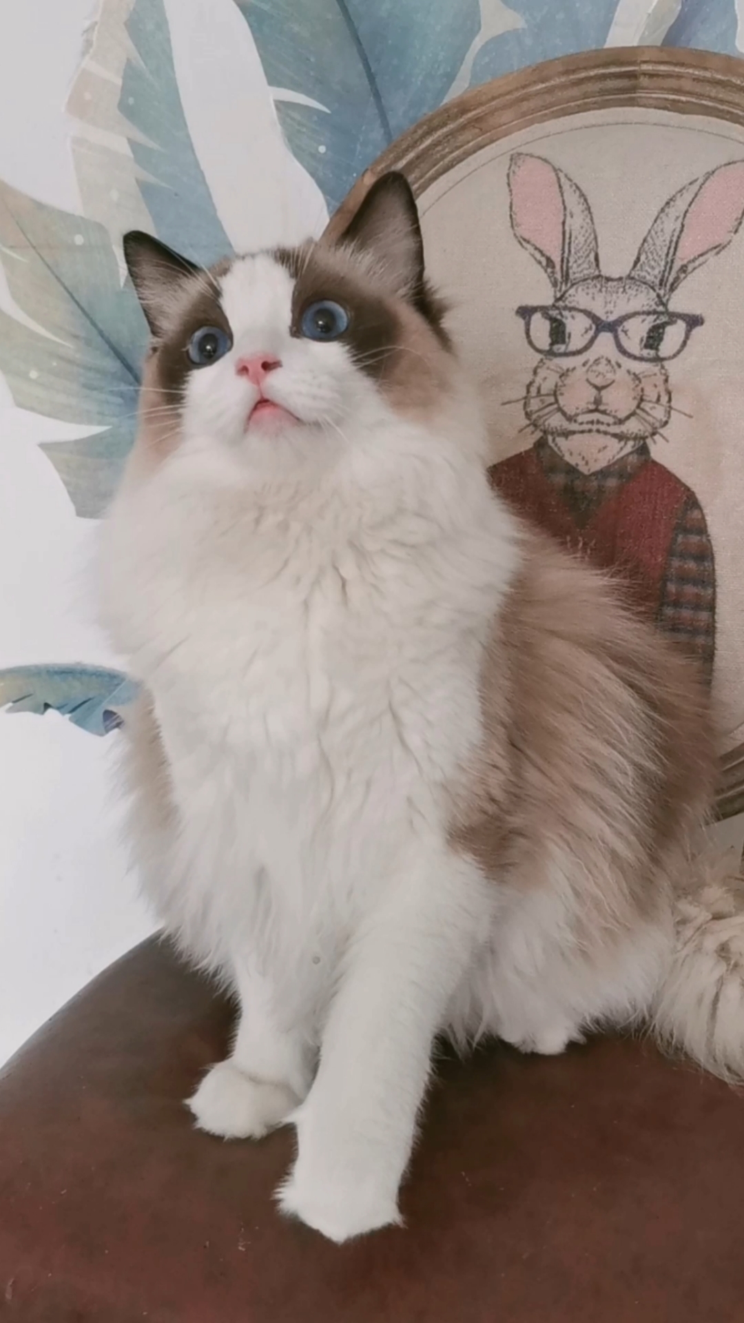 猫#传统系布偶猫,它甜吗?美吗?