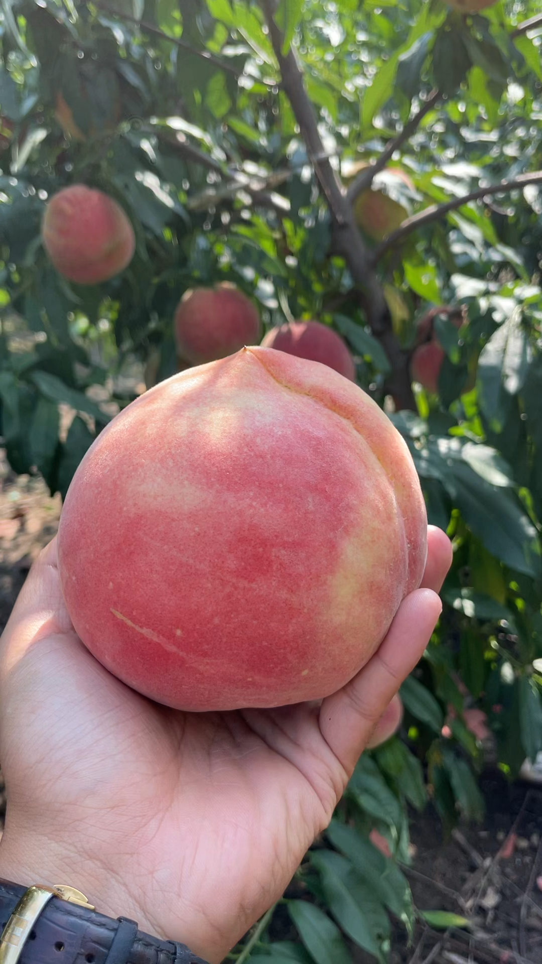 中秋红蜜桃;大果600克,糖度20,挂树20天,自花授粉,挂树30天不软-度小
