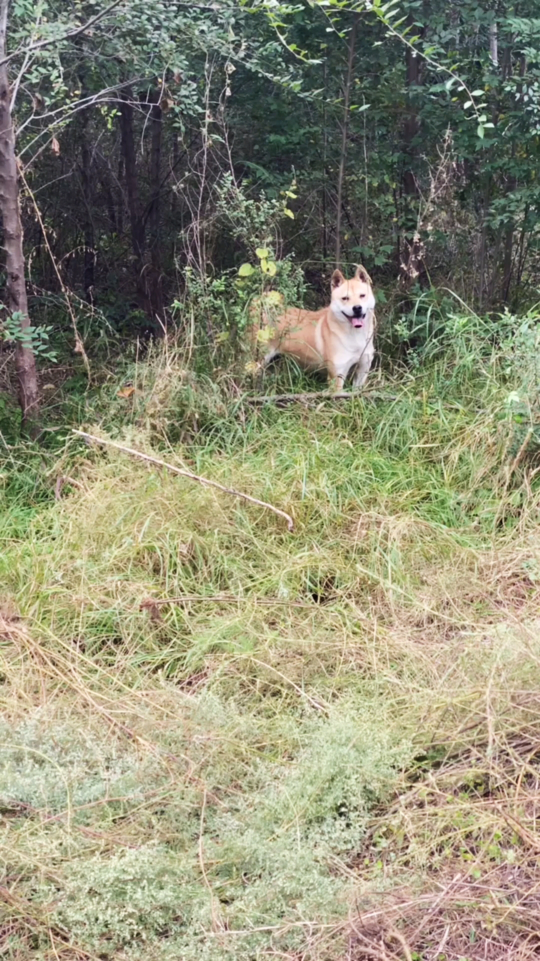 广西土猎犬小黄豆夫妻广西土猎我们养了好几年了打猎虽然没机会抓老鼠