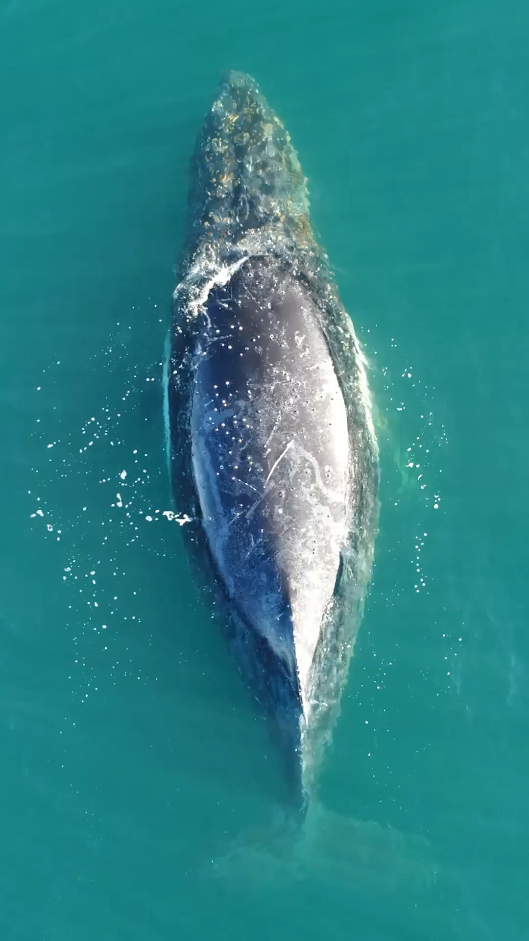 大翅鲸#深海大翅鲸休息午睡的样子