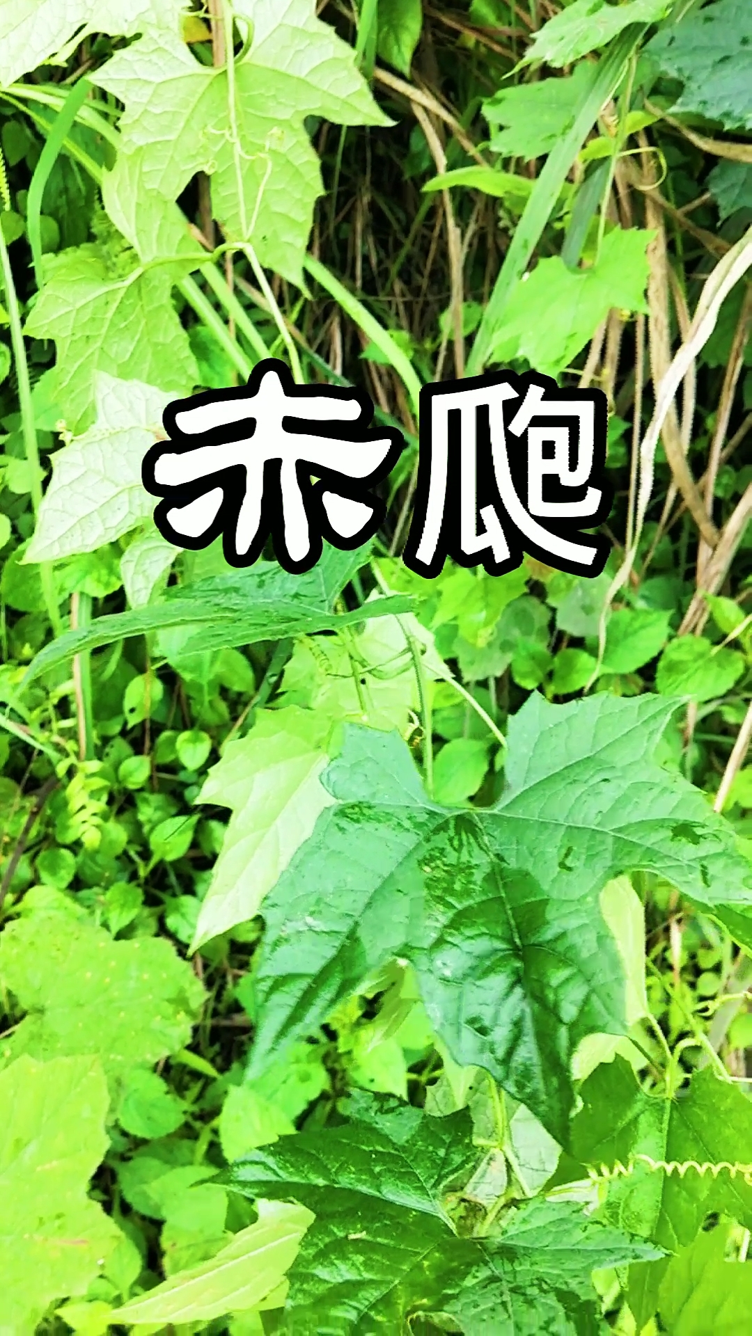认识中草药#赤瓟:形状与植物瓜蒌相似,你见过吗?