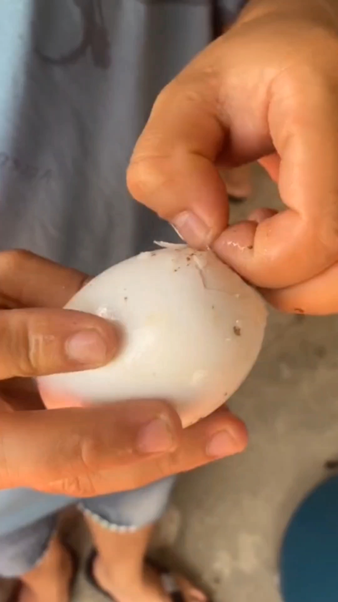 鳄鱼皮宝宝破壳而出