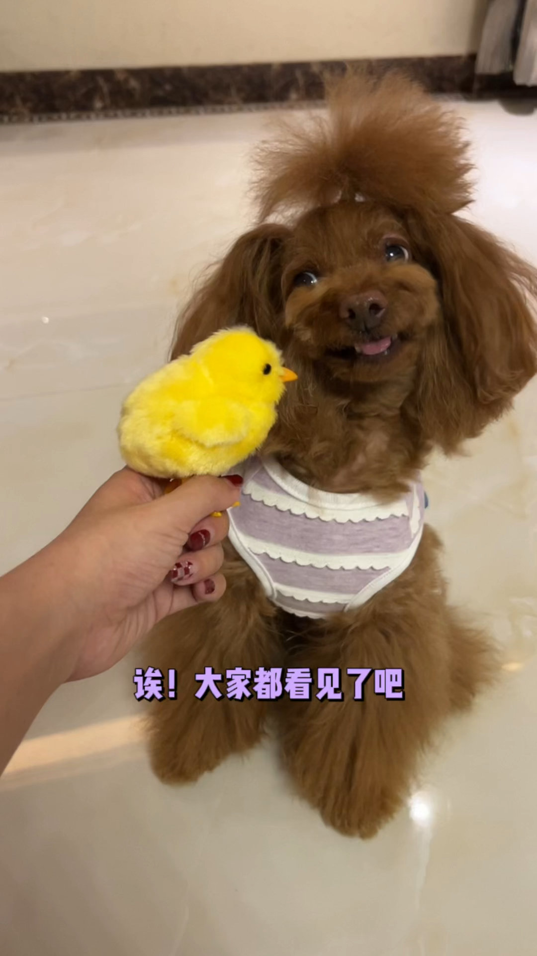 破壳计划#开心宝贝活泼热情,小狗剩子呆若木鸡-度小视