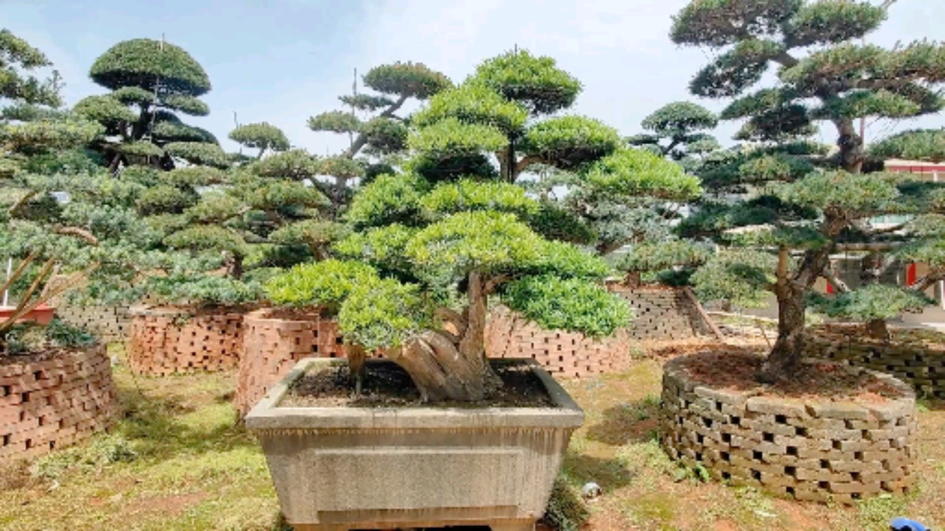 造型景松价格图片