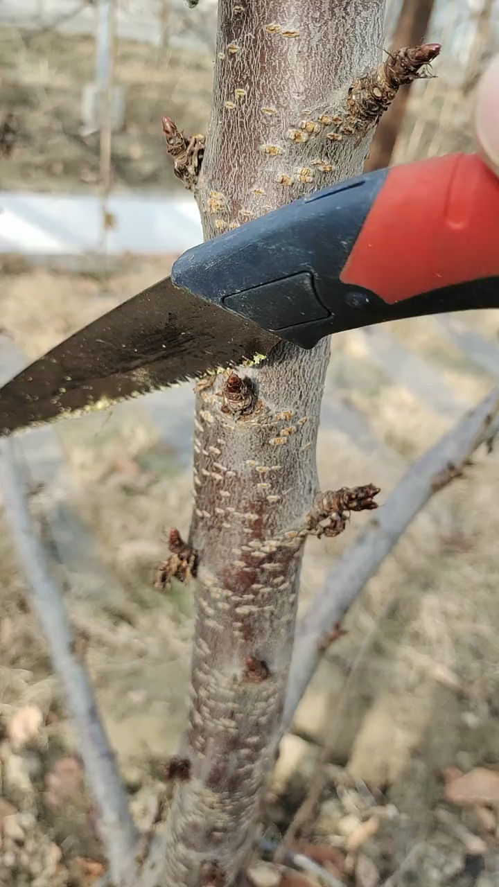 大樱桃刻芽的妙用,一起来看看吧