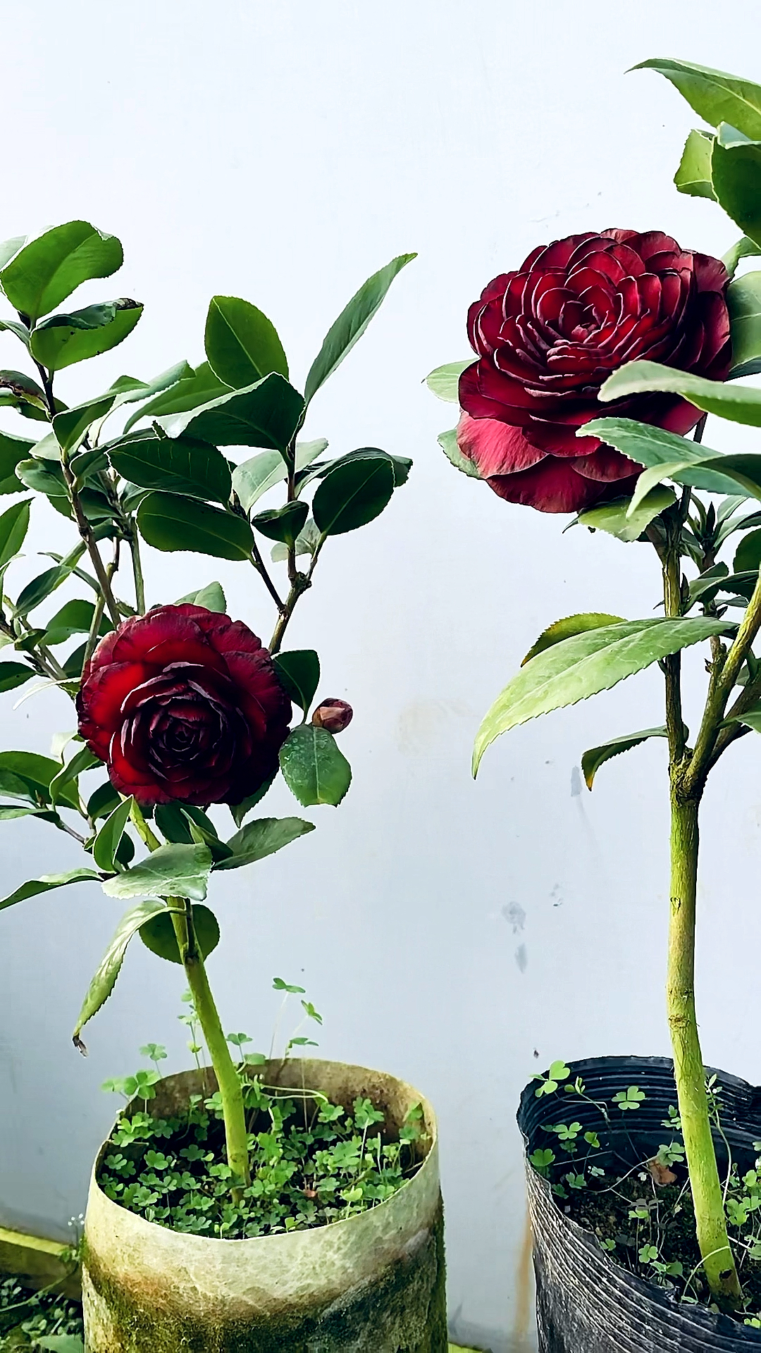 名品茶花开品鉴赏!