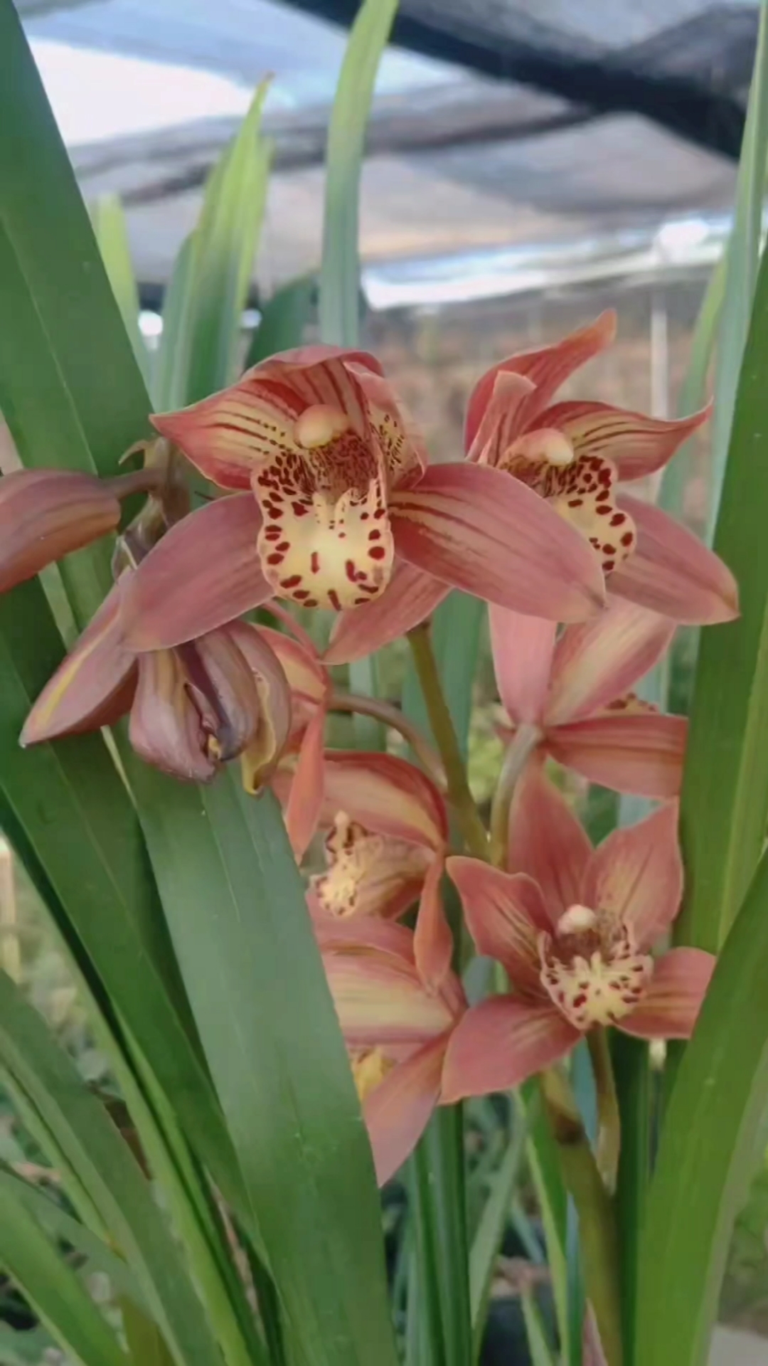 手机摄影#杂交墨兰---醉美人(中秋节前后开花)