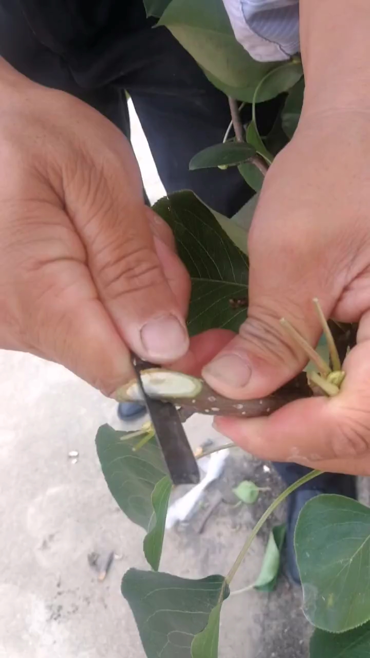 梨树嫁接一定要对上形成层,才能成活