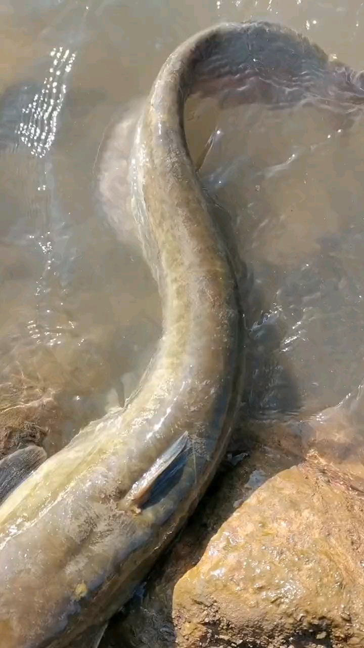 野钓钓鱼#在线请教一下,鲶鱼怎么做好吃?