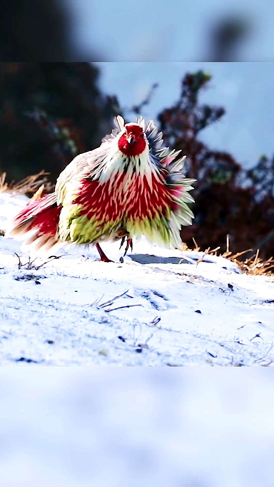 拍摄于西藏海拔4000米高原的藏血雉你喜欢吗