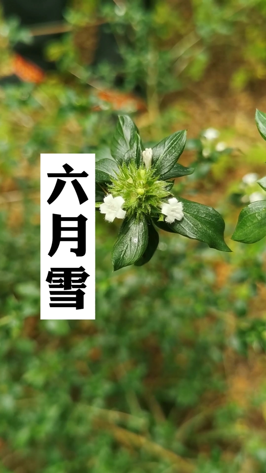 六月雪,你们那土话叫它什么?