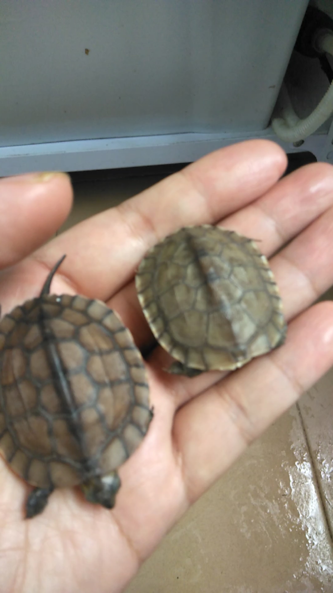 音为有你#小青和南石那个好看