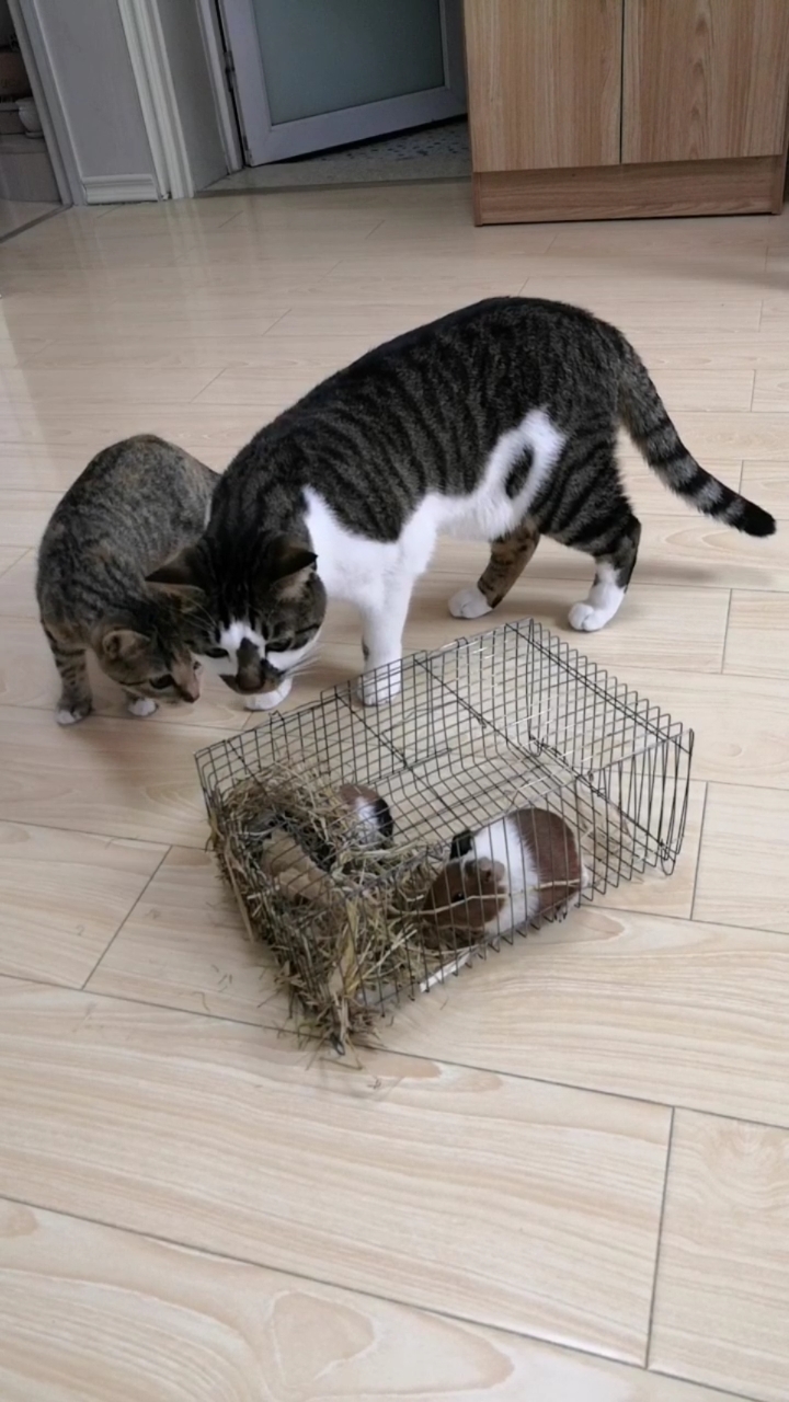 狸花猫#:小猫快过来看看!~这两只是真是假?