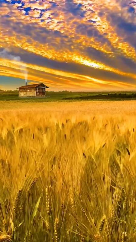 这是我当时驱车跑了三百多公里为你拍下的金色麦浪,原地等待三小时终