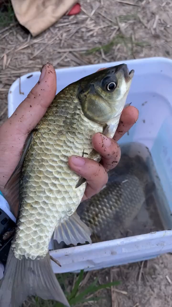 钓鱼技巧#夏天钓野生大板鲫,光水区可以打窝诱鱼,阴凉处的草动不用