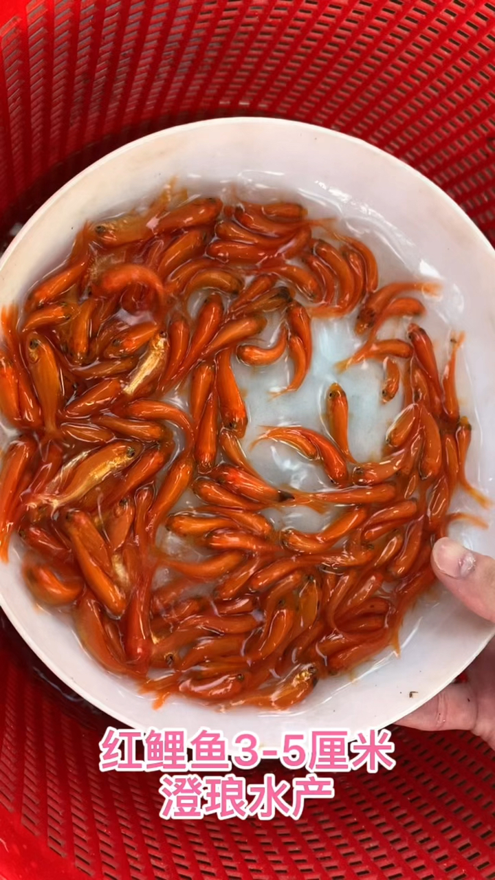 紅鯉魚苗觀賞紅鯉魚興國紅鯉魚可食用紅鯉魚金絲鯉魚苗淡水養殖-度小