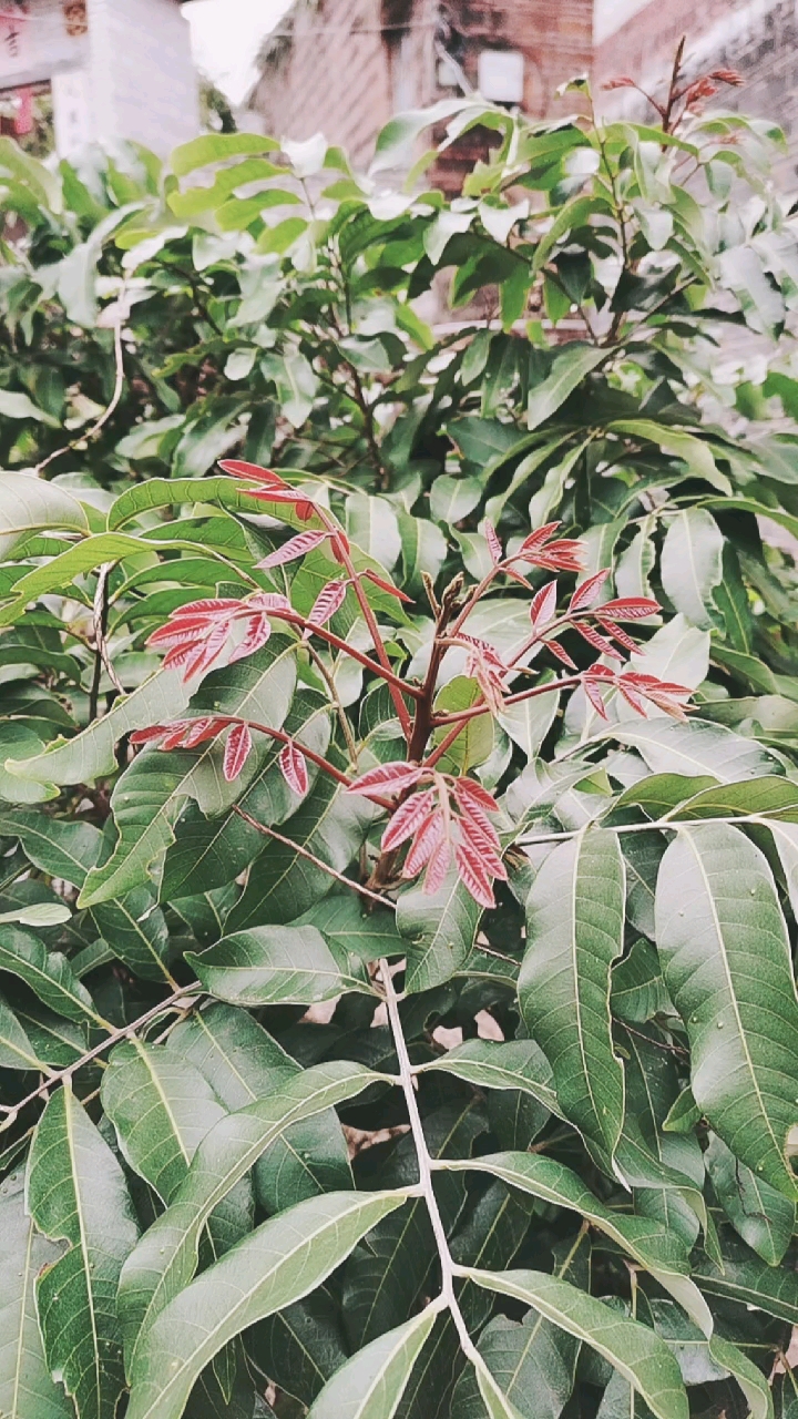 龙眼树发芽了
