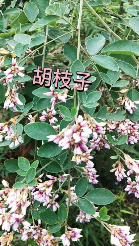 中草药#胡枝子,豆科灌木,价值评论分享-度小视