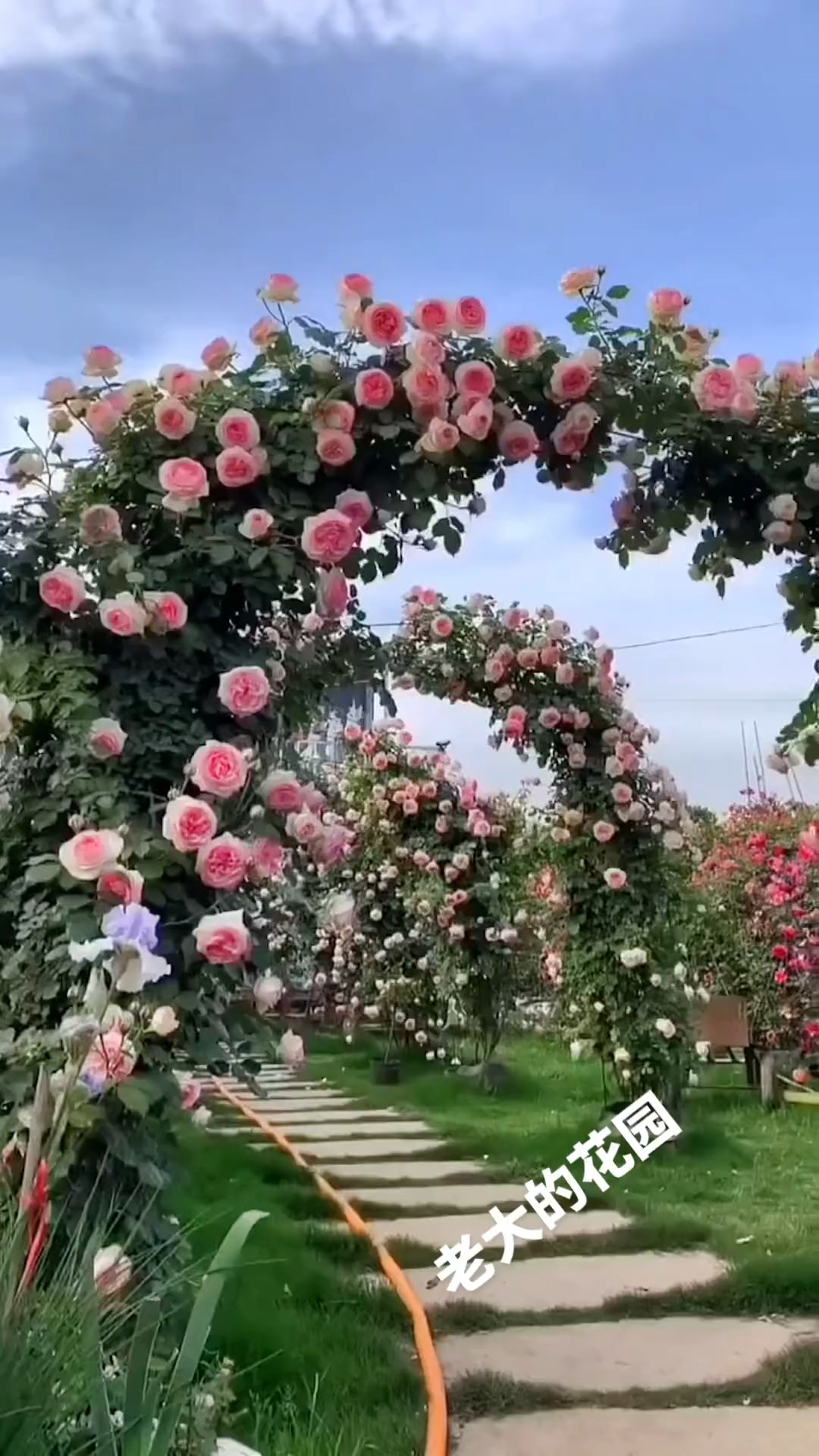 爬藤月季系列,粉龙,欧月,拱门