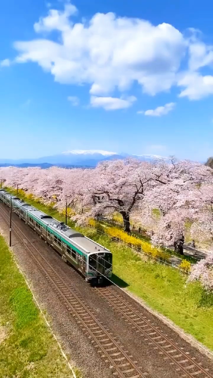 日本樱花电车铁轨美景