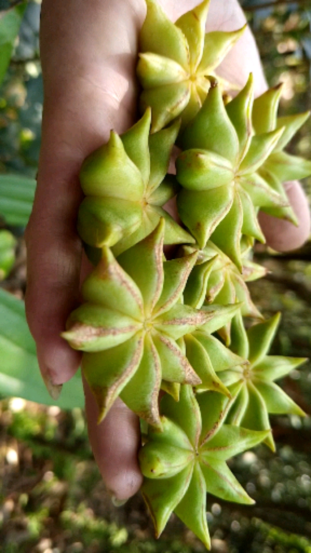 香飘浓郁的新鲜大八角.