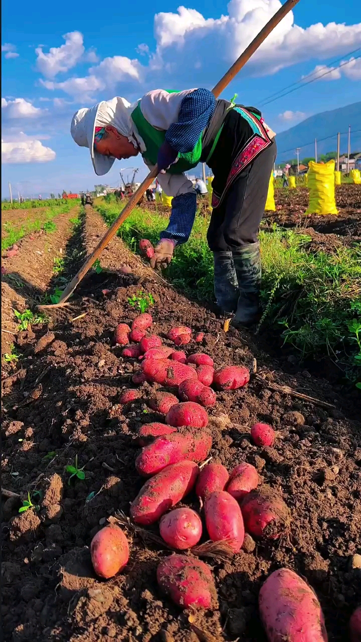 红皮土豆#云南高山红皮土豆丰收啦,想吃的朋友一定不要错过-度小视