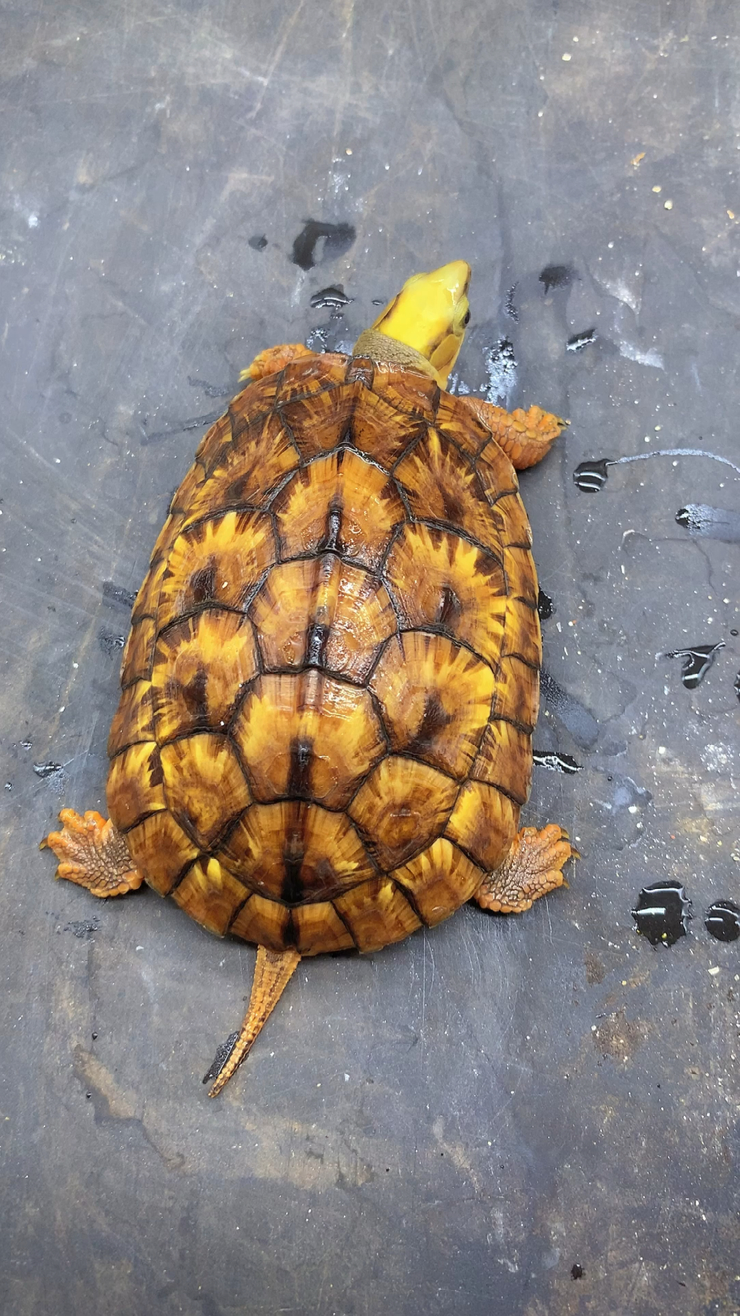 萌宠夏日运动会#变异海南大黄头金钱龟公仔!变异金钱龟!