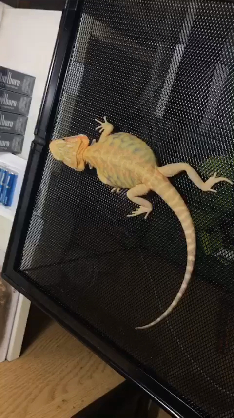 499的柑橘鬃狮蜥有喜欢的吗