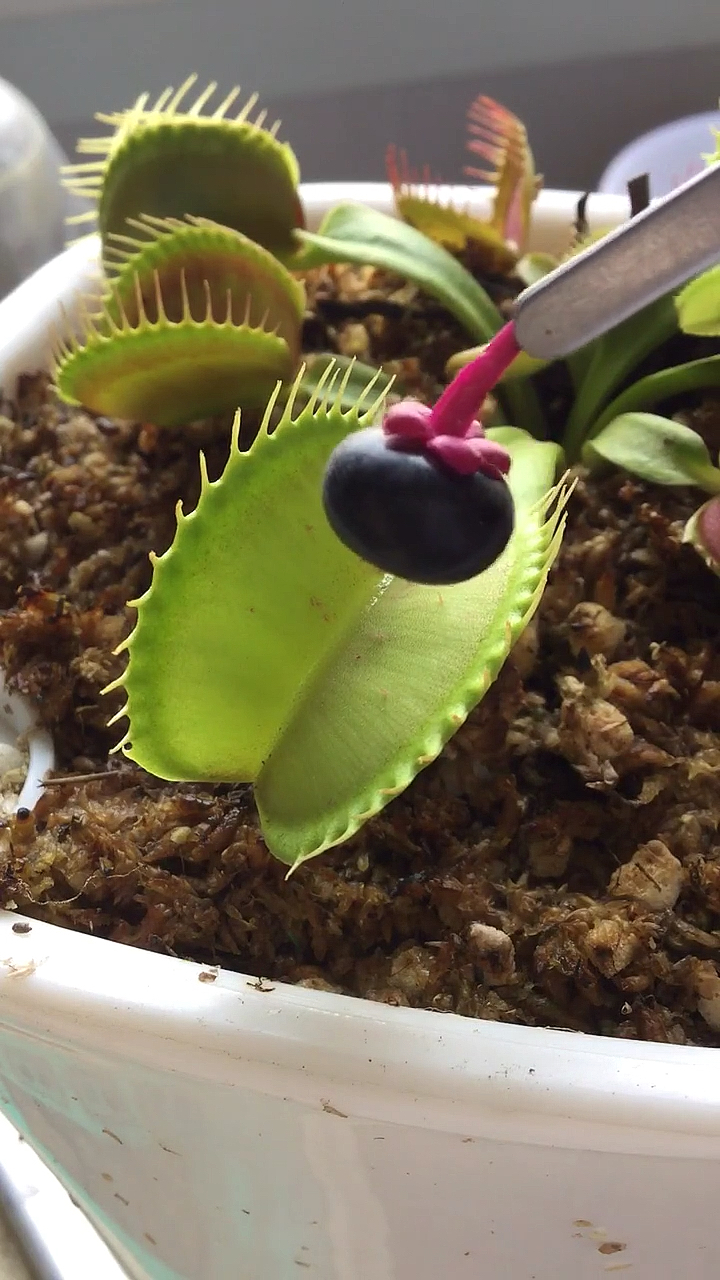 你的果子成熟了,摘个给捕蝇草吃