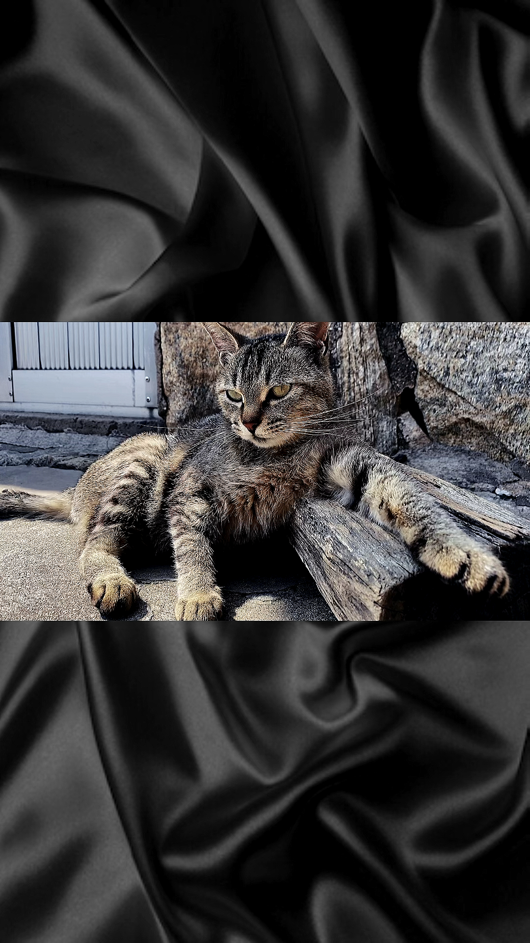我家萌宠成精了#霸气狸花猫,要给它跪了